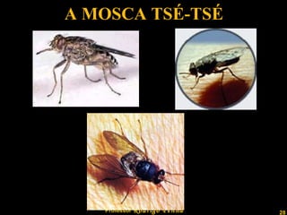 A MOSCA TSÉ-TSÉ 