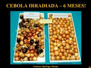 CEBOLA IRRADIADA – 6 MESES! 