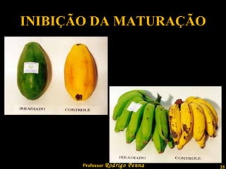 INIBIÇÃO DA MATURAÇÃO 