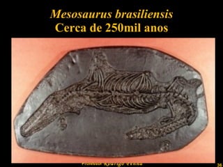 Mesosaurus brasiliensis Cerca de 250mil anos 