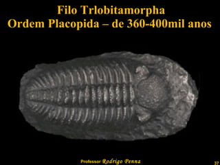 Filo Trlobitamorpha Ordem Placopida – de 360-400mil anos  
