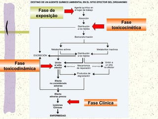 Fase de
exposição
Fase
toxicocinética
Fase
toxicodinâmica
Fase Clínica
 