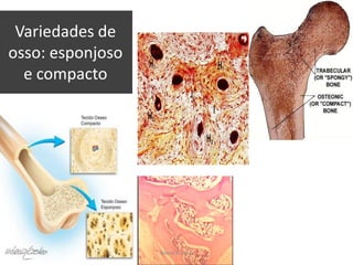 Variedades de
osso: esponjoso
e compacto

Silene P. Lozzi

 
