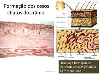 Formação dos ossos
chatos do crânio.

Silene P. Lozzi

Observe a formação de
trabéculas ósseas em meio
ao mesênquima.

 