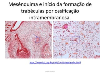 Mesênquima e início da formação de
trabéculas por ossificação
intramembranosa.

http://www.icb.usp.br/mol/7-44-intramembr.html

Silene P. Lozzi

 