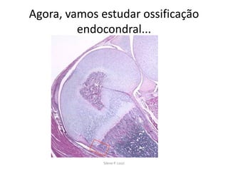 Agora, vamos estudar ossificação
endocondral...

Silene P. Lozzi

 