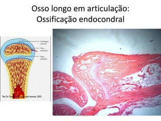 Osso longo em articulação:
Ossificação endocondral

Silene P. Lozzi

 