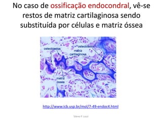 No caso de ossificação endocondral, vê-se
restos de matriz cartilaginosa sendo
substituída por células e matriz óssea

http://www.icb.usp.br/mol/7-49-endoc4.html
Silene P. Lozzi

 