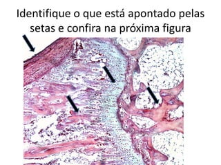 Identifique o que está apontado pelas
setas e confira na próxima figura

Silene P. Lozzi

 