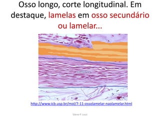 Osso longo, corte longitudinal. Em
destaque, lamelas em osso secundário
ou lamelar...

http://www.icb.usp.br/mol/7-11-ossolamelar-naolamelar.html
Silene P. Lozzi

 