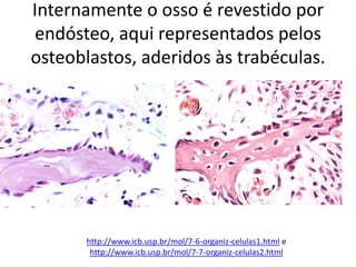 Internamente o osso é revestido por
endósteo, aqui representados pelos
osteoblastos, aderidos às trabéculas.

http://www.icb.usp.br/mol/7-6-organiz-celulas1.html e
http://www.icb.usp.br/mol/7-7-organiz-celulas2.html

 