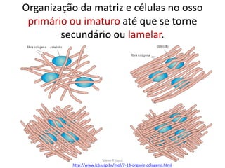 Organização da matriz e células no osso
primário ou imaturo até que se torne
secundário ou lamelar.

Silene P. Lozzi

http://www.icb.usp.br/mol/7-13-organiz-colageno.html

 