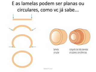 E as lamelas podem ser planas ou
circulares, como vc já sabe...

Silene P. Lozzi

 
