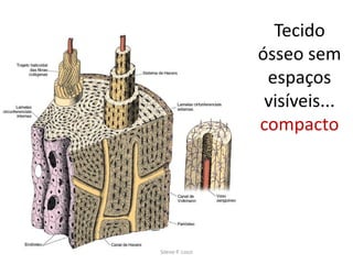 Tecido
ósseo sem
espaços
visíveis...
compacto

Silene P. Lozzi

 