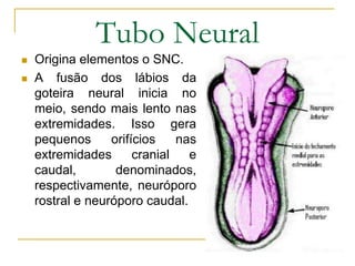 Tubo Neural
 Origina elementos o SNC.
 A fusão dos lábios da
goteira neural inicia no
meio, sendo mais lento nas
extremidades. Isso gera
pequenos orifícios nas
extremidades cranial e
caudal, denominados,
respectivamente, neuróporo
rostral e neuróporo caudal.
 