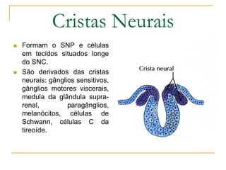 Cristas Neurais
 Formam o SNP e células
em tecidos situados longe
do SNC.
 São derivados das cristas
neurais: gânglios sensitivos,
gânglios motores viscerais,
medula da glândula supra-
renal, paragânglios,
melanócitos, células de
Schwann, células C da
tireoíde.
 