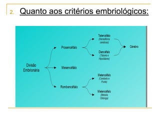 2. Quanto aos critérios embriológicos:
 