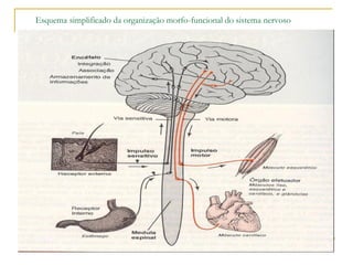 Esquema simplificado da organização morfo-funcional do sistema nervoso
 