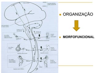  ORGANIZAÇÃO
 MORFOFUNCIONAL
 