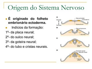Origem do Sistema Nervoso
 É originado do folheto
embrionário ectoderma.
 Indícios da formação:
1º- da placa neural;
2º- do sulco neural;
3º- da goteira neural;
4º- do tubo e cristas neurais.
 