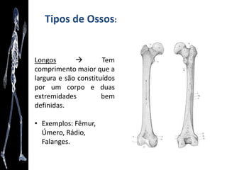 Anatomia como arte
“O Corpo Humano como Nunca o Viu” - Gunther von Hagens
 