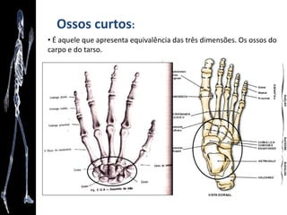 Anatomia como arte
“O Corpo Humano como Nunca o Viu” - Gunther von Hagens
 