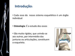 Bem – vindos à anatomia!!!
 