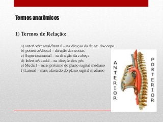 Termos anatômicos
1) Termos de Relação:
a) anterior/ventral/frontal – na direção da frente do corpo.
b) posterior/dorsal – direção das costas
c) Superior/cranial – na direção da cabeça
d) Inferior/caudal – na direção dos pés
e) Medial – mais próximo do plano sagital mediano
f) Lateral – mais afastado do plano sagital mediano
 