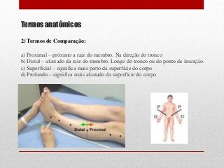 Termos anatômicos
2) Termos de Comparação:
a) Proximal – próximo a raiz do membro. Na direção do tronco
b) Distal – afastado da raiz do membro. Longe do tronco ou do ponto de inserção.
c) Superficial – significa mais perto da superfície do corpo
d) Profundo – significa mais afastado da superfície do corpo
 