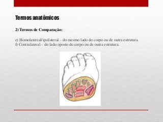 Termos anatômicos
2) Termos de Comparação:
e) Homolatereal/ipsilateral – do mesmo lado do corpo ou de outra estrutura.
f) Contralateral – do lado oposto do corpo ou de outra estrutura.
 