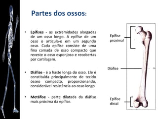 Anatomia como arte
"A Lição de Anatomia do Dr. Tulp" (1632) - Rembrandt
 