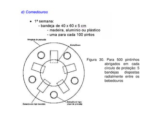 Figura 30. Para 500 pintinhos 
abrigados em cada 
círculo de proteção: 5 
bandejas dispostas 
radialmente entre os 
bebedouros 
 
