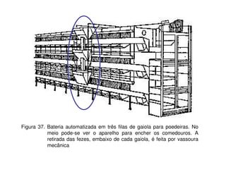 Figura 37. Bateria automatizada em três filas de gaiola para poedeiras. No 
meio pode-se ver o aparelho para encher os comedouros. A 
retirada das fezes, embaixo de cada gaiola, é feita por vassoura 
mecânica 
 