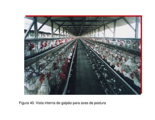 Figura 40. Vista interna de galpão para aves de postura 
 