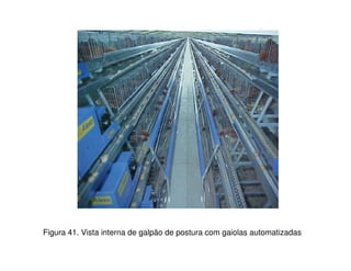 Figura 41. Vista interna de galpão de postura com gaiolas automatizadas 
 