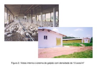 Figura 2. Vistas interna e externa de galpão com densidade de 13 aves/m2
 