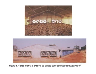 Figura 3. Vistas interna e externa de galpão com densidade de 22 aves/m2
 