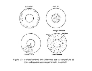 Figura 23. Comportamento dos pintinhos sob a campânula dá
boas indicações sobre aquecimento e conforto
 