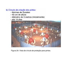 Figura 24. Vista de círculo de proteção para pintos.
 