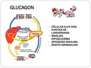 GLUCAGON 
-CÉLULAS ALFA DAS ILHOTAS DE LANGERHANS 
-SINALIZA HIPOGLICEMIA 
-OPOSIÇÃO INSULINA 
-EFEITO ADRENALINA  