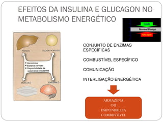 EFEITOS DA INSULINA E GLUCAGON NO METABOLISMO ENERGÉTICO 
CONJUNTO DE ENZIMAS ESPECÍFICAS 
COMBUSTÍVEL ESPECÍFICO 
COMUNICAÇÃO 
INTERLIGAÇÃO ENERGÉTICA 
ARMAZENA 
OU 
DSIPONIBILIZA 
COMBUSTÍVEL  