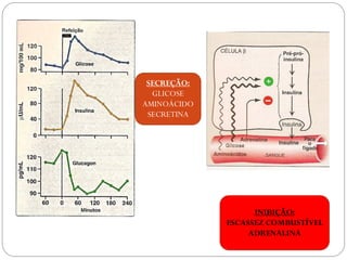 SECREÇÃO: 
GLICOSE 
AMINOÁCIDO 
SECRETINA 
INIBIÇÃO: ESCASSEZ COMBUSTÍVEL ADRENALINA  
