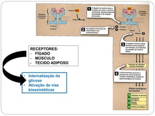 RECEPTORES: 
-FÍGADO 
-MÚSCULO 
-TECIDO ADIPOSO 
•Internalização da glicose 
•Ativação de vias biossíntéticas  