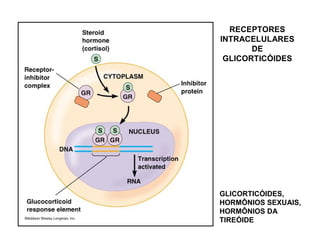 RECEPTORES
INTRACELULARES
DE
GLICORTICÓIDES
GLICORTICÓIDES,
HORMÔNIOS SEXUAIS,
HORMÔNIOS DA
TIREÓIDE
 