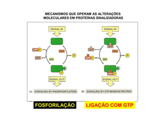 MECANISMOS QUE OPERAM AS ALTERAÇÕES
MOLECULARES EM PROTEÍNAS SINALIZADORAS
FOSFORILAÇÃO LIGAÇÃO COM GTP
 