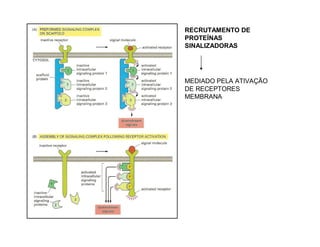 RECRUTAMENTO DE
PROTEÍNAS
SINALIZADORAS
MEDIADO PELA ATIVAÇÃO
DE RECEPTORES
MEMBRANA
 
