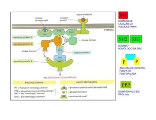 PH
DOMÍNIO DE
LIGAÇÃO DA
PLEQUESTRINA
SH2 SH3
DOMÍNIO
HOMÓLOGO DA SRC
ÂNCORA DE INOSITOL
FOSFATO
FOSFORILADA
DOMÍNIO RICO EM
PROLINA
P P
PPP
 