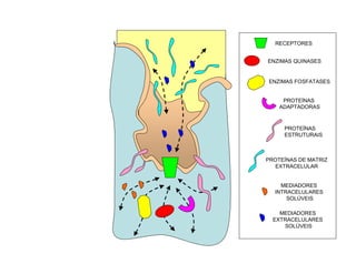 ENZIMAS QUINASES
ENZIMAS FOSFATASES
PROTEÍNAS
ADAPTADORAS
PROTEÍNAS
ESTRUTURAIS
RECEPTORES
MEDIADORES
EXTRACELULARES
SOLÚVEIS
PROTEÍNAS DE MATRIZ
EXTRACELULAR
MEDIADORES
INTRACELULARES
SOLÚVEIS
ZONA
ESPECIALIZADA DA
MEMBRANA PÓS-
SINÁPTICA
CAVÉOLA
MEIO EXTRACELULAR
MEIO INTRACELULAR
PLATAFORMA DE
SINALIZAÇÃO
QUÍMICA
 