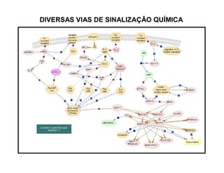 DIVERSAS VIAS DE SINALIZAÇÃO QUÍMICA
 