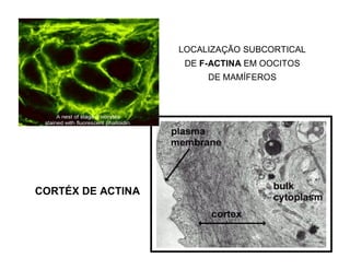 LOCALIZAÇÃO SUBCORTICAL
DE F-ACTINA EM OOCITOS
DE MAMÍFEROS
CORTÉX DE ACTINA
 